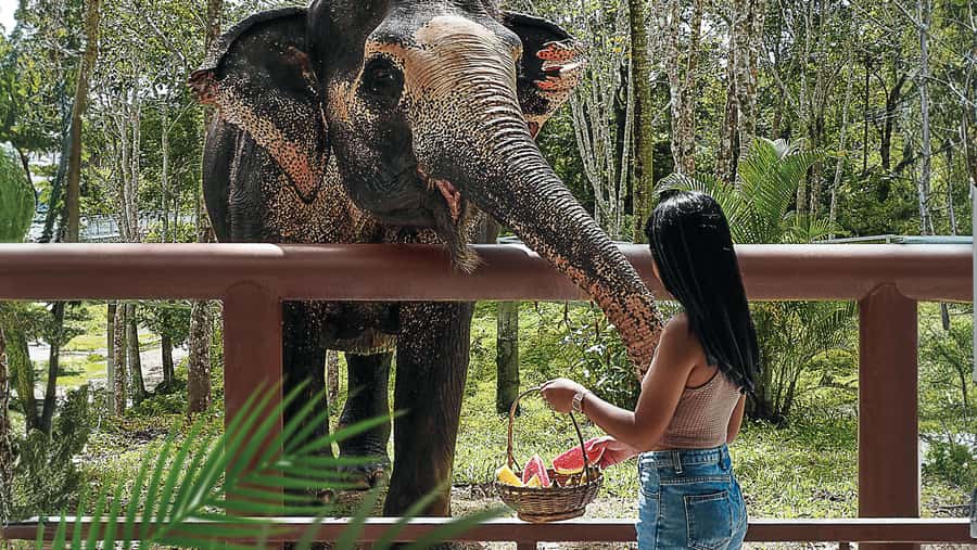 Phuket Elephant Sanctuary: Half-Day with Vegetarian Meal - Key highlights you will feel right away