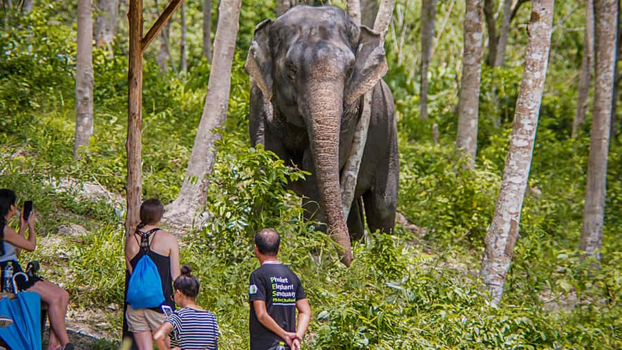 Phuket Elephant Sanctuary: Half-Day with Vegetarian Meal - Why Phuket Elephant Sanctuary feels different from typical elephant tours