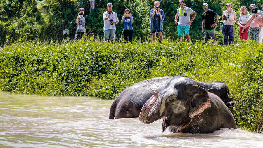 Phuket Elephant Sanctuary: Half-Day with Vegetarian Meal - Fruit feeding through 31 March 2026: what’s included and what to expect