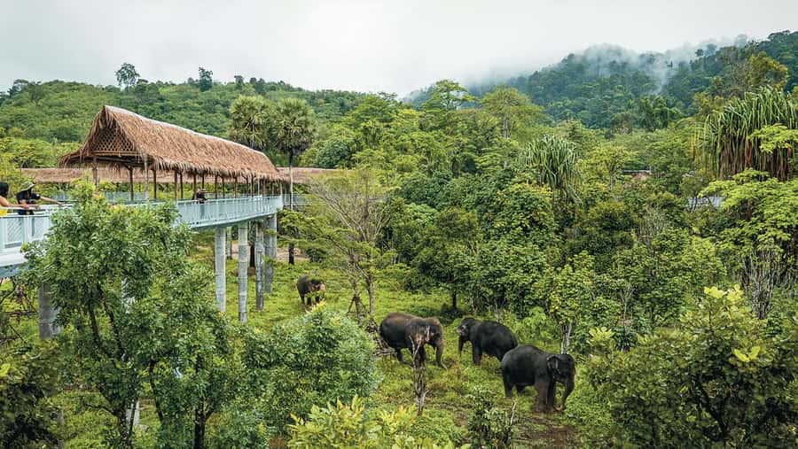 Phuket Elephant Sanctuary: Half-Day with Vegetarian Meal - Watching elephants forage, bathe, and socialize at safe distance