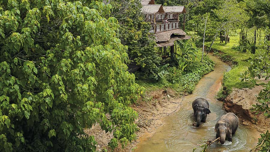 Phuket Elephant Sanctuary: Half-Day with Vegetarian Meal - The vegetarian Thai meal: why it matters after the walking