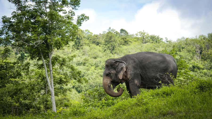Phuket Elephant Sanctuary: Half-Day with Vegetarian Meal - Who this half-day is best for, and who should think twice