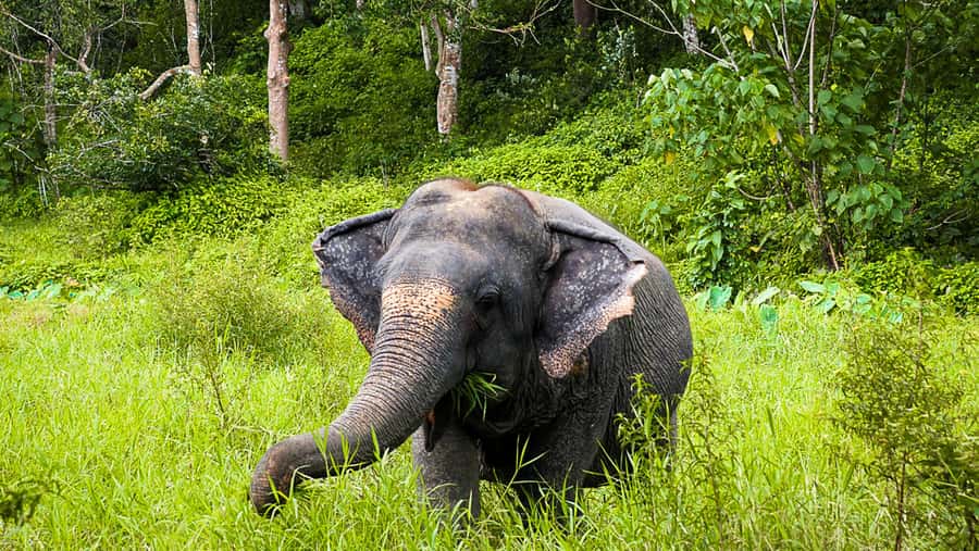 Phuket Elephant Sanctuary: Half-Day with Vegetarian Meal - Should you book this Phuket Elephant Sanctuary half-day?