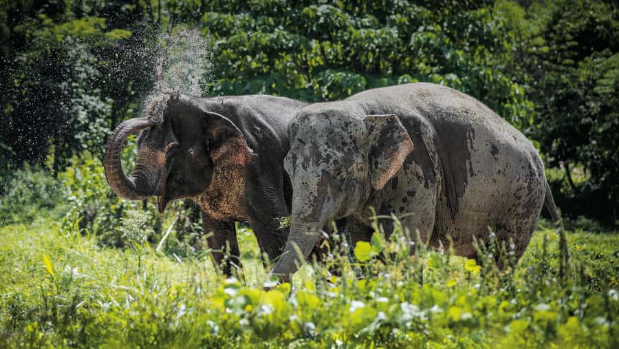Phuket Elephant Sanctuary: Half-Day with Vegetarian Meal - From hotel pickup to Tree Top Lounge: the start of your half-day