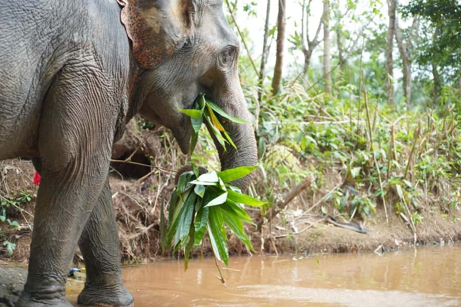 Phuket: Elephant Sanctuary Tour, Cooking Class & Lunch - Value check: what $102 gets you and why it may feel fair