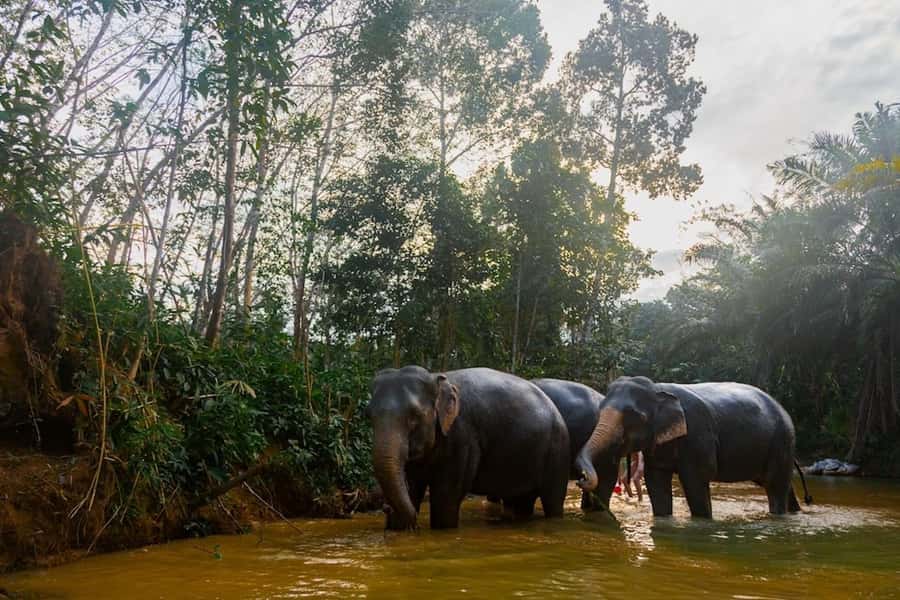 Phuket: Elephant Sanctuary Tour, Cooking Class & Lunch - Who should book this Phuket elephant and cooking combo