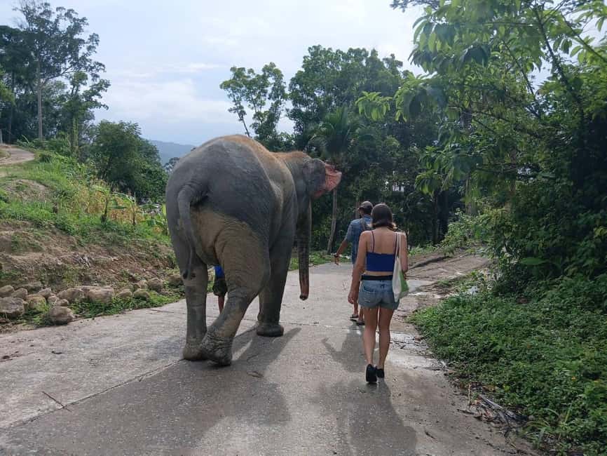 Phuket: Elephant Sanctuary Tour with Hotel Transfers - Key things to know before you go