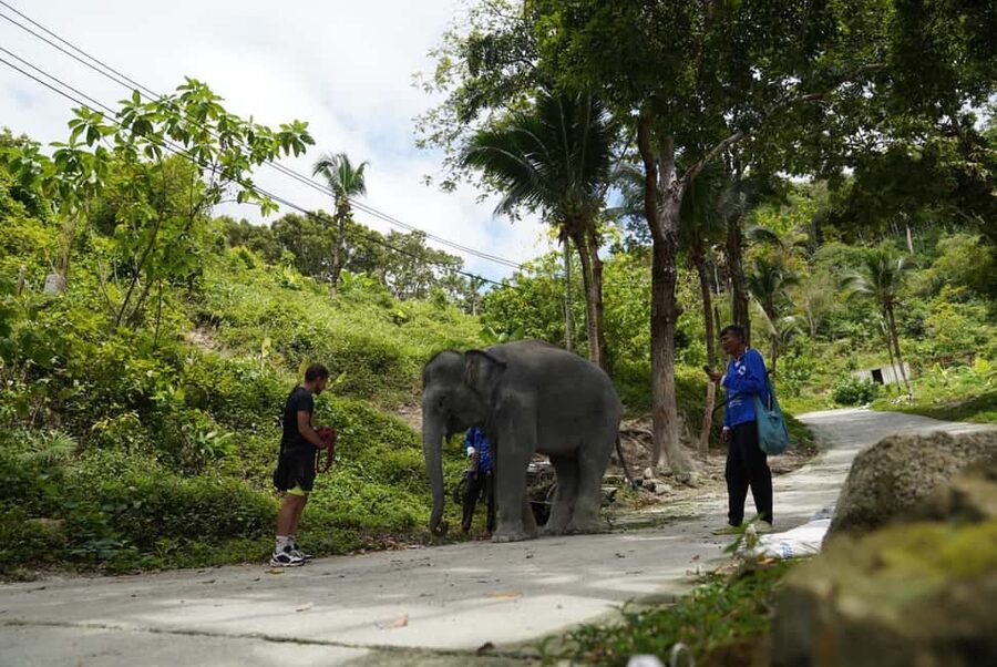 Phuket: Elephant Sanctuary Tour with Hotel Transfers - Who This Tour Fits Best in Phuket
