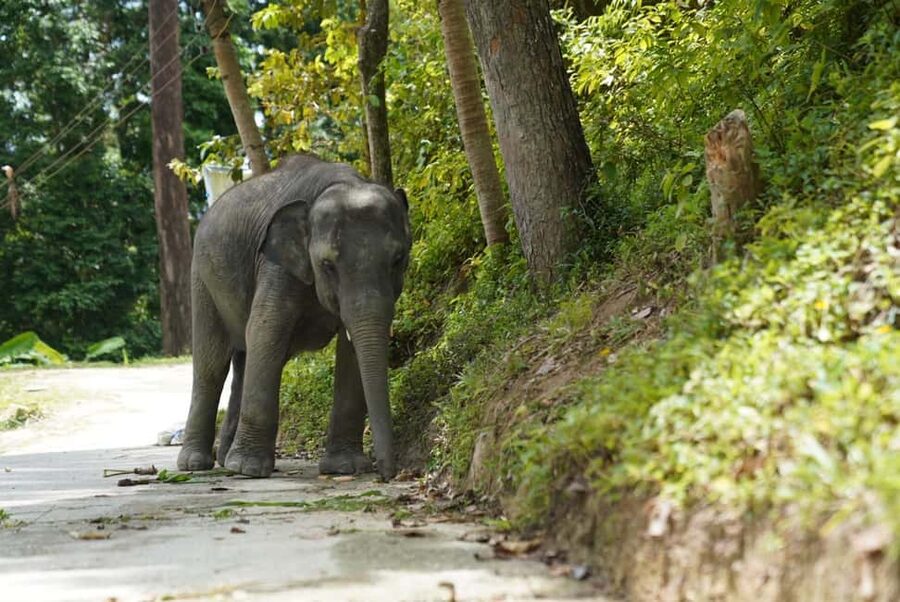 Phuket: Elephant Sanctuary Tour with Hotel Transfers - Practical Tips That Keep the Day Smooth