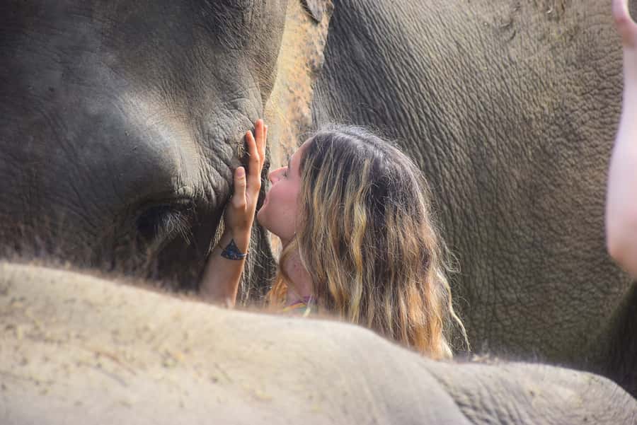 Phuket: Elephant Save & Care Program Tour - Key things to love about this Elephant Save and Care Program