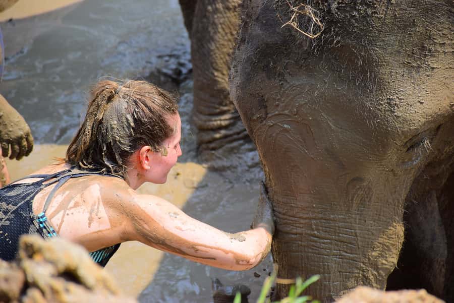 Phuket: Elephant Save & Care Program Tour - Hand-feeding and spa mud, with an education focus