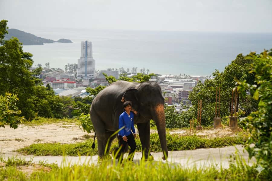 Phuket: Ethical Elephant Sanctuary Experience - Walking with free-roaming elephants in the forest