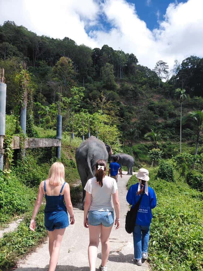 Phuket: Ethical Elephant Sanctuary Experience - The lake bathing experience: Cleaning time that feels real