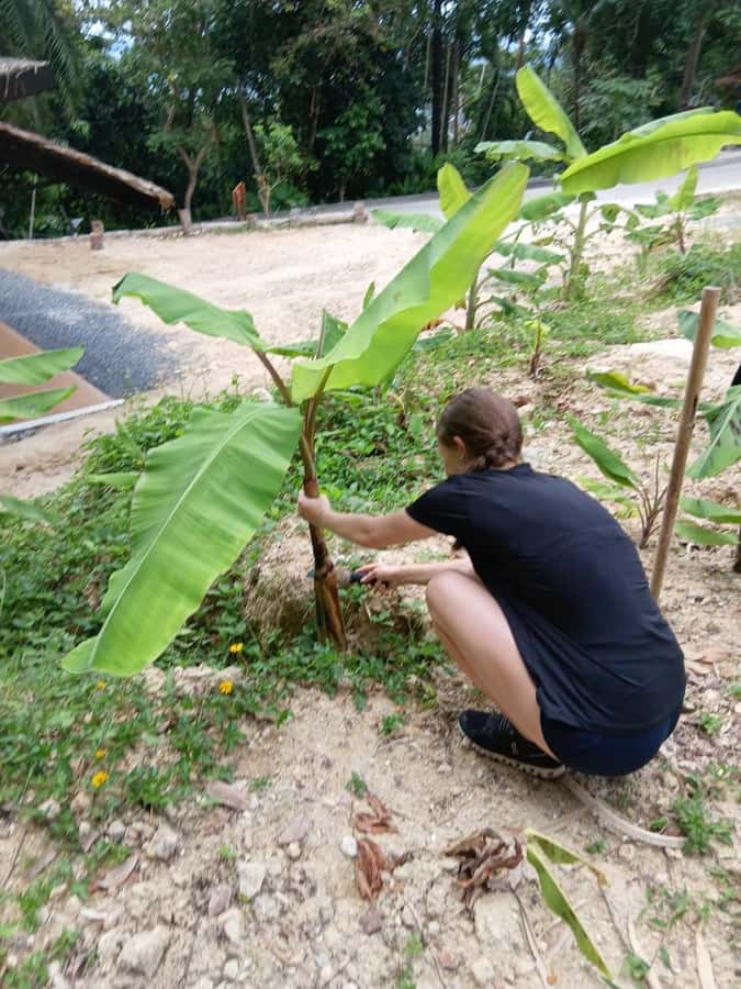 Phuket: Ethical Elephant Sanctuary Experience - Thai cooking class and lunch: A satisfying add-on, not just a filler