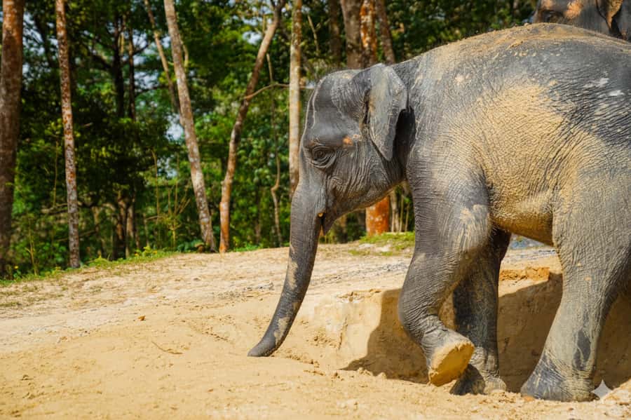 Phuket: Ethical Elephant Sanctuary Experience - Getting From Phuket to the Park With Air-Conditioned Comfort
