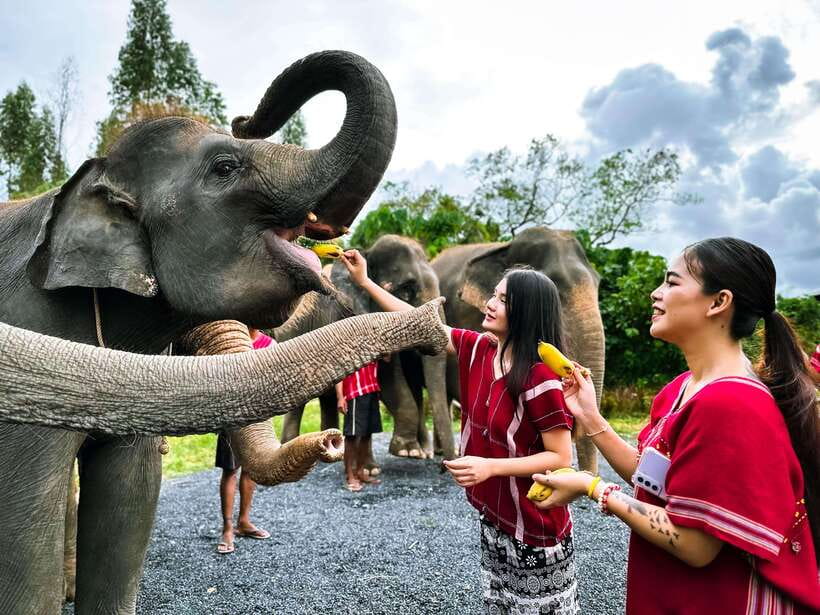 Phuket : Experience feeding and bathing elephants 1.5 Hrs. - The Real Story of Kerchor Elephant Family Phuket in 1.5 Hours