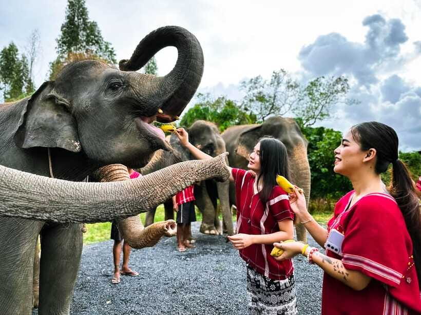 Phuket : Experience feeding and bathing elephants 1.5 Hrs. - Elephant Feeding Prep: Vitamins, Herbs, and Getting the Timing Right