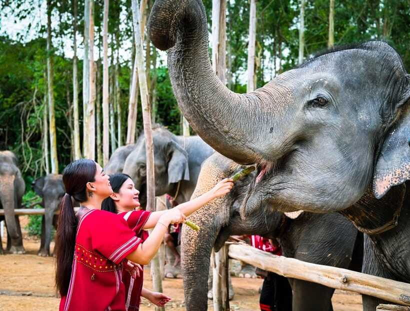 Phuket : Experience feeding and bathing elephants 1.5 Hrs. - Lunch, Drinks, Cookies, and the Photo Download That Saves You Money