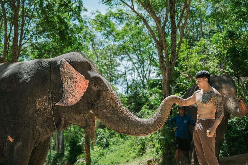 Phuket: Feeding Elephants at Phuket Elephant Care - Who This Tour Suits Best in Phuket