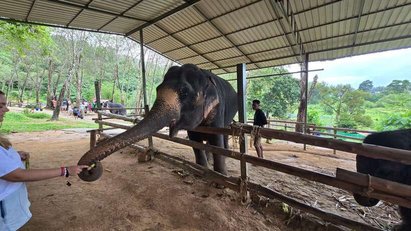 Phuket: Feeding Elephants at Phuket Elephant Care - Where Phuket Elephant Care Fits Into Your Island Plans