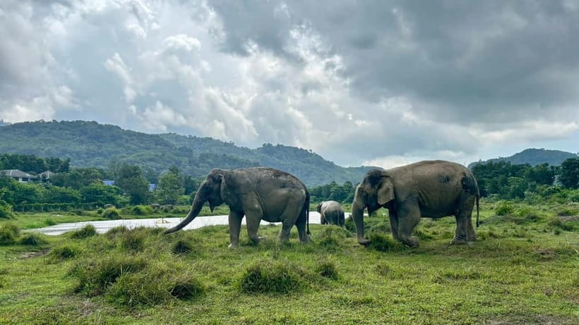 Phuket: Freedom Elephant Reserve - Ethereal Nature Walk - A Phuket elephant walk that feels more like nature than a show