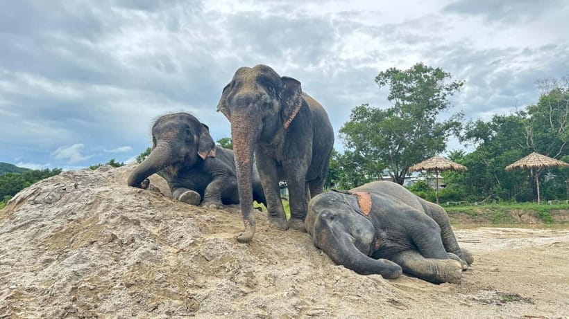 Phuket: Freedom Elephant Reserve - Ethereal Nature Walk - Getting to the reserve from Phuket, and what that means for your day