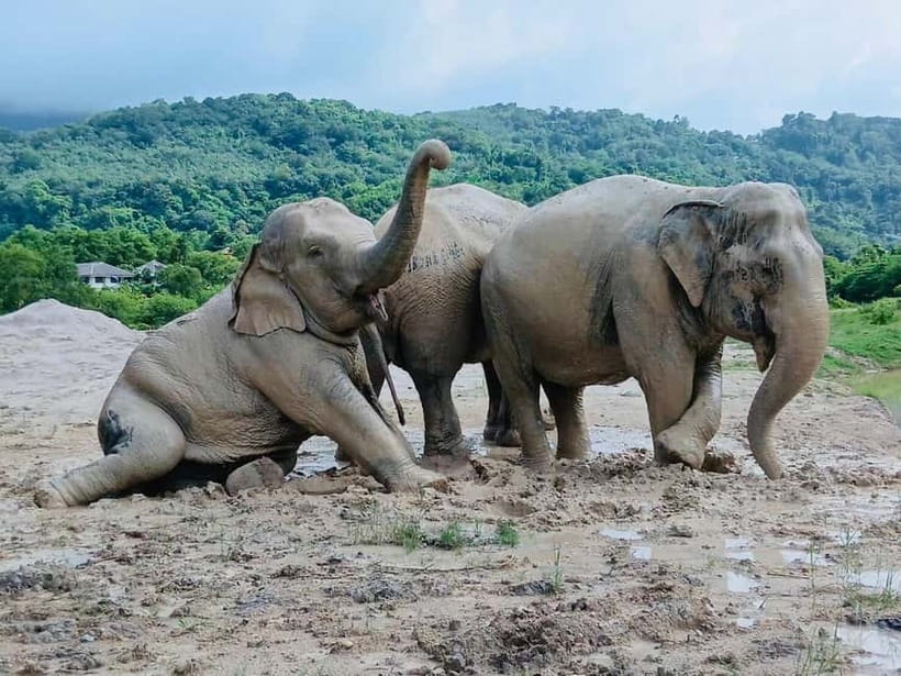 Phuket: Freedom Elephant Reserve - Ethereal Nature Walk - Deep pool or river cool-down: the moment they can disappear