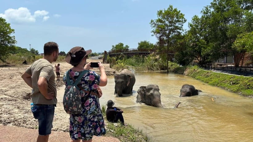 Phuket: Freedom Elephant Reserve - Ethereal Nature Walk - Feeding time: fruit basket snacks, how it’s supervised, and what to bring