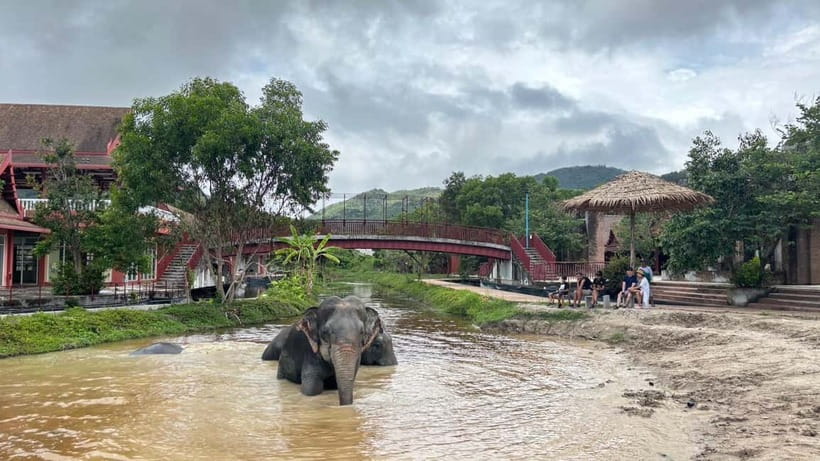 Phuket: Freedom Elephant Reserve - Ethereal Nature Walk - Photos that look real, not rushed