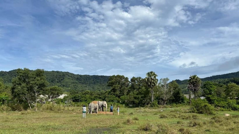 Phuket: Freedom Elephant Reserve - Ethereal Nature Walk - Ethics check: what to look for beyond the word sanctuary