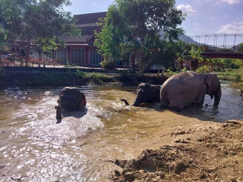Phuket: Freedom Elephant Reserve - Ethereal Nature Walk - The mud spa: your best chance to watch elephant intelligence in motion