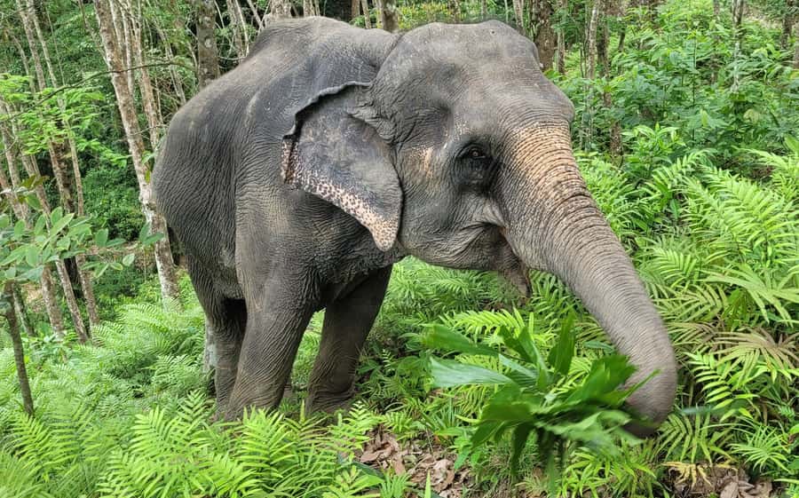 Phuket: Full-Day Elephant Explorer at Phuket Elephant Care - The jungle walk plus planting moment: where the day starts to feel real