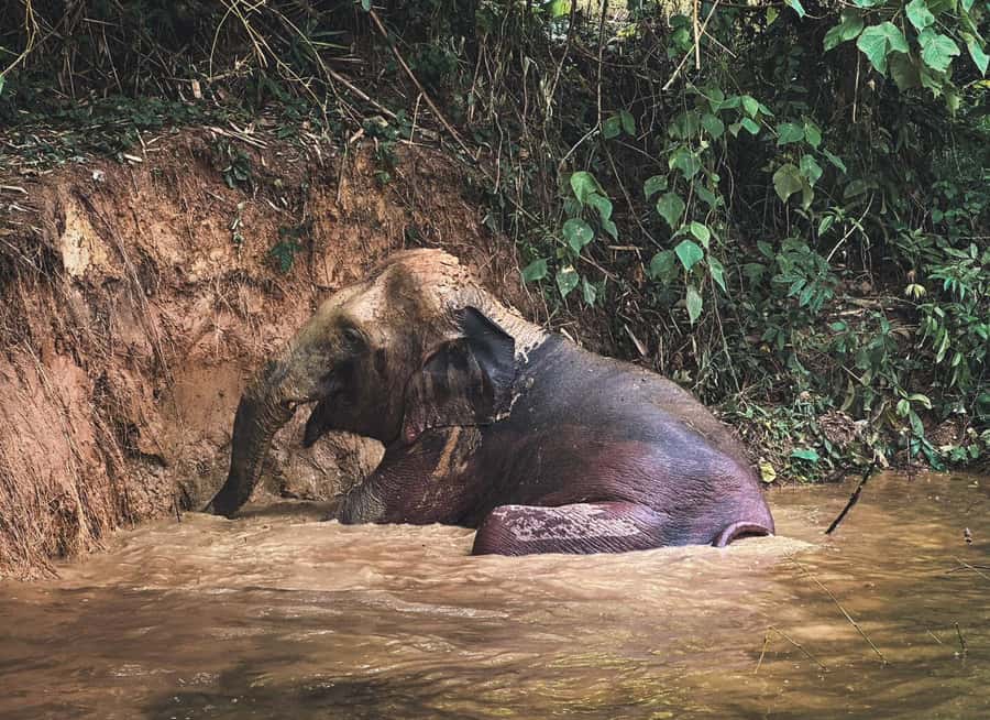 Phuket: Full-Day Elephant Explorer at Phuket Elephant Care - Mud spa and natural lake bathing: the care routine up close