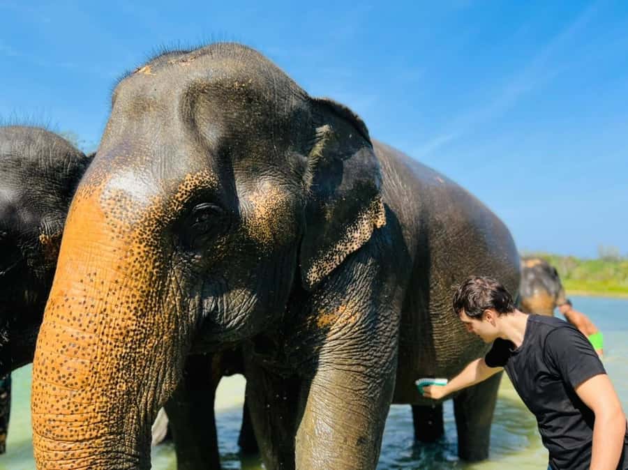 Phuket: Full-Day Elephant Explorer at Phuket Elephant Care - Pad Thai class and the tastings: a smart extra that adds value