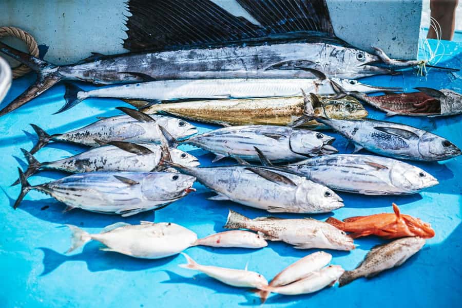 Phuket: Game Fishing and Trolling Boat Trip with Lunch - Bottom Fishing Time, and What to Expect from the Gear