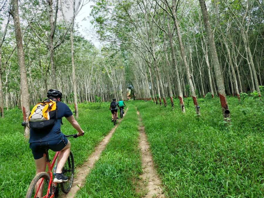 Phuket: Half-Day Countryside Cycling Tour with Lunch - Key highlights worth knowing