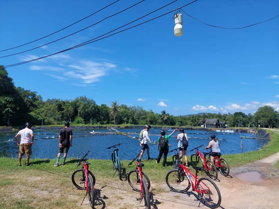 Phuket: Half-Day Countryside Cycling Tour with Lunch - Pineapple fields, coconut juice in a tiny hamlet, and shrimp farm lake views