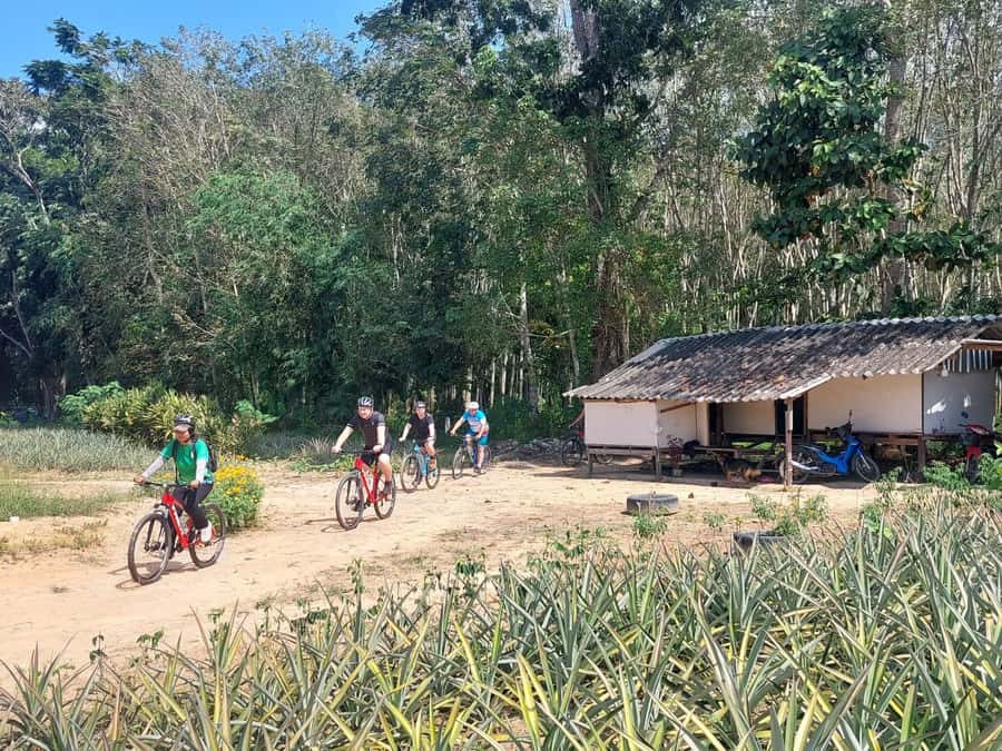 Phuket: Half-Day Countryside Cycling Tour with Lunch - Laem Sai pier lunch: the sea-view payoff after the ride