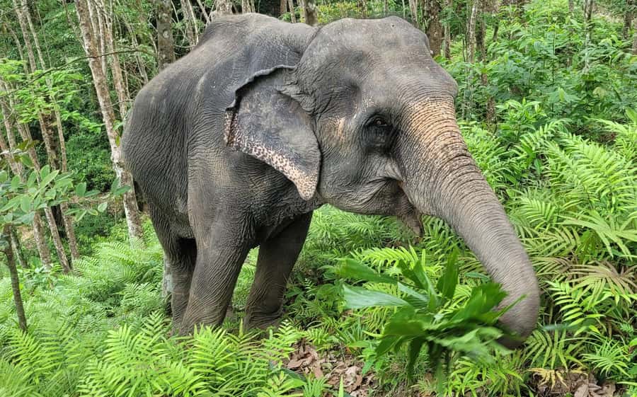Phuket: Half-Day Elephant Explorer at Phuket Elephant Care - Key things I think you’ll remember