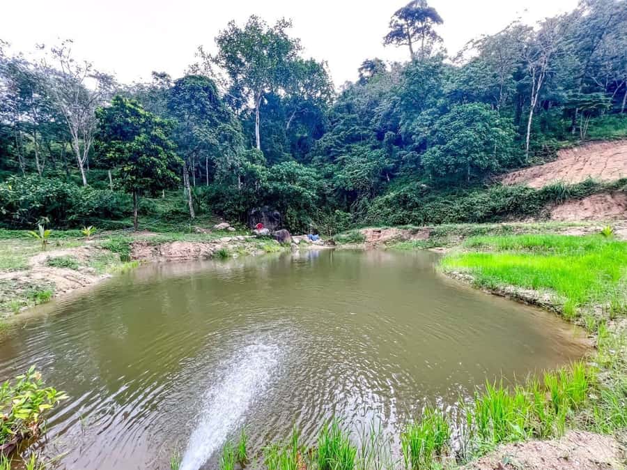 Phuket: Half-Day Elephant Explorer at Phuket Elephant Care - Phuket Elephant Care: why this half-day feels more like work than a show
