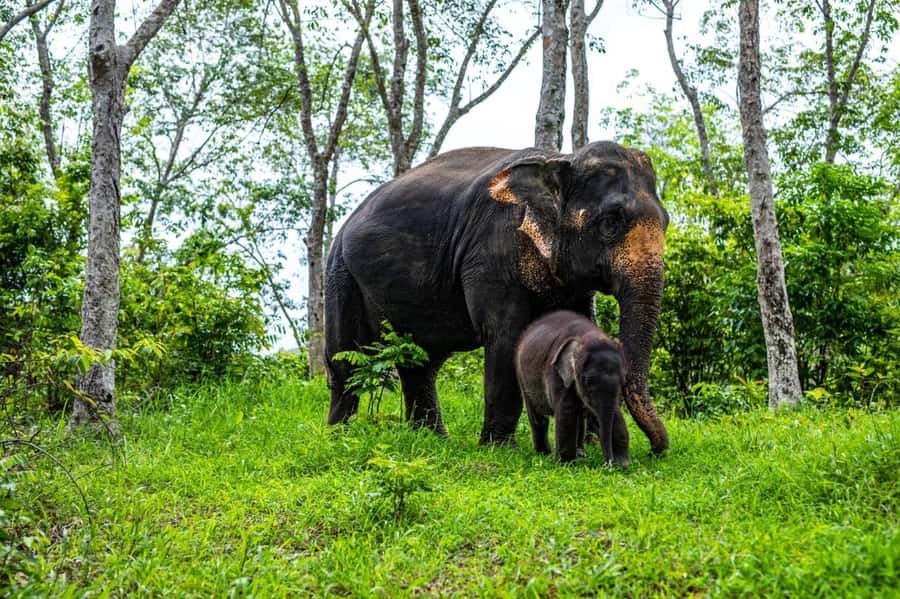 Phuket: Half-Day Elephant Explorer at Phuket Elephant Care - ECO tourism training: how the visit stays ethical in practice