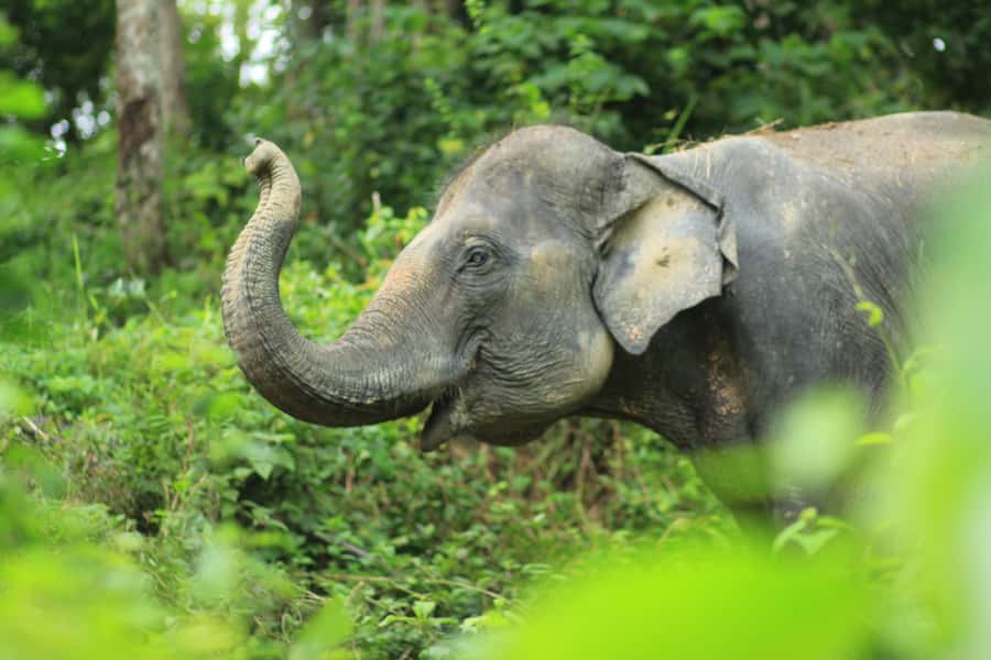 Phuket: Half-Day Elephant Explorer at Phuket Elephant Care - The human side: staff warmth, humor, and real animal stories