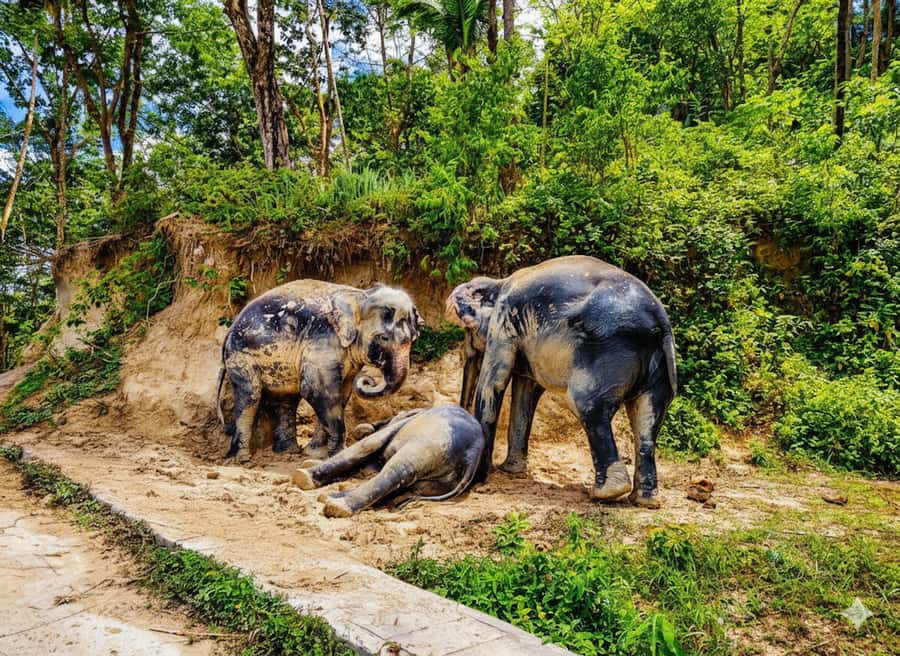 Phuket: Half-Day Ethical Elephant with Meal and Transfer - Why Phuket Elephant Tourism Needs a Careful Choice