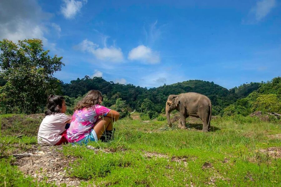 Phuket: Half-Day Ethical Elephant with Meal and Transfer - Feeding Without Showmanship: How to Think About Ethics On the Ground