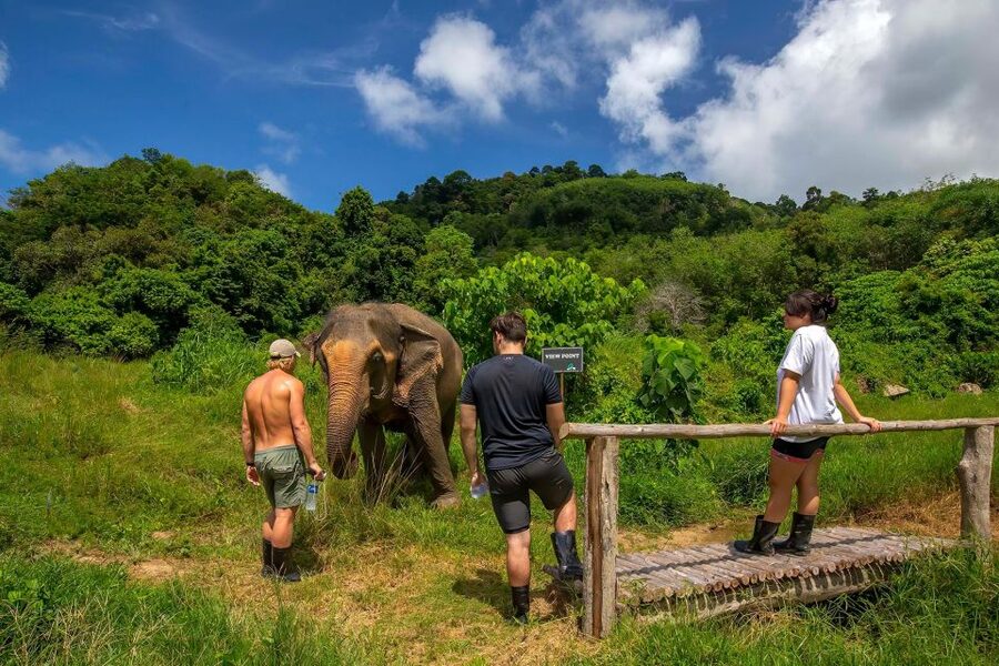 Phuket: Half-Day Ethical Elephant with Meal and Transfer - Price and Value: Is $80 for an Ethical Elephant Half-Day Fair?