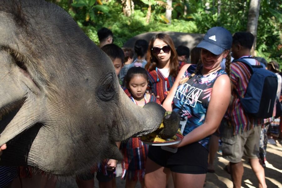 Phuket: Half Day or 2-Hour Ethical Elephant Care Sanctuary - Key highlights I think you should care about