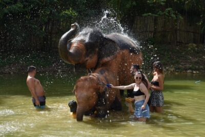 Half Day or 2-Hour Ethical Elephant Care Sanctuary