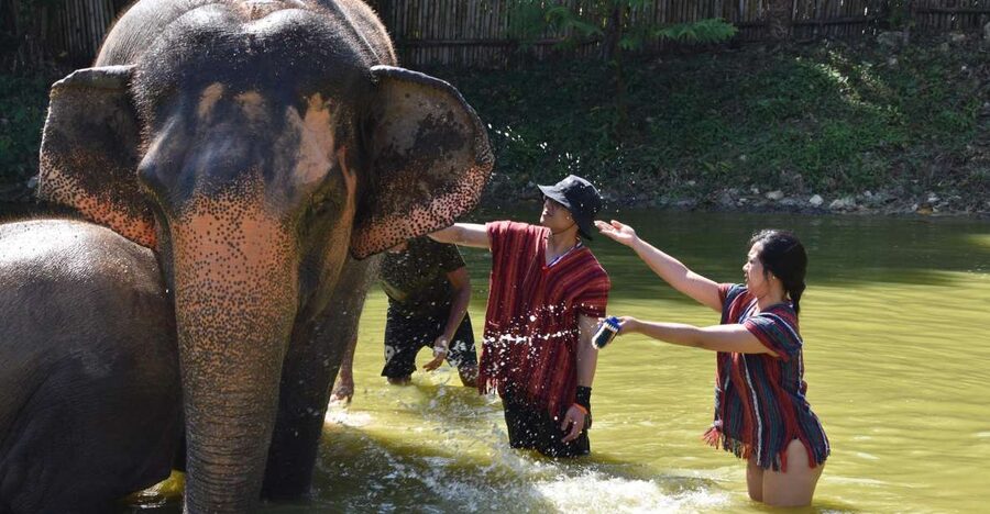 Phuket: Half Day or 2-Hour Ethical Elephant Care Sanctuary - Mud spa and elephant bathing in Option A: what to expect and how to stay comfy