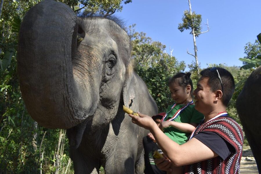 Phuket: Half Day or 2-Hour Ethical Elephant Care Sanctuary - Who this Phuket elephant experience fits best, and who should skip