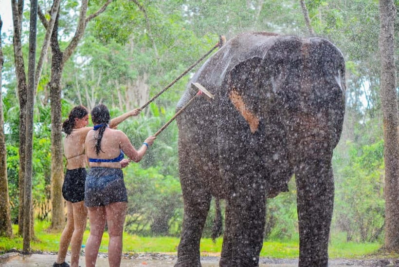 Phuket: Happy Hour Feed and Rain Shower with Elephant - Arriving at Lily Elephant Camp, the key timing to nail